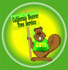 Avatar for Cal Beaver Tree Service