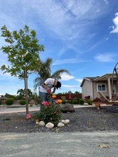 Avatar for Keep it clean and green debris and gardening