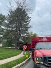 Avatar for US Tree Care Service LLC