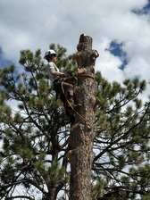 Avatar for Wytcherley Tree Service