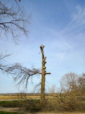 Avatar for Elders Tree services & landscaping