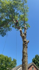 Avatar for Top Notch Tree Service