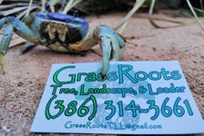 Avatar for GrassRoots Tree, Landscape, & Loader Services LLC
