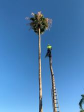 Avatar for Luis Landscaping