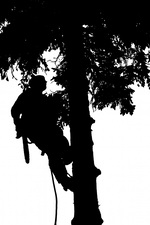 Avatar for KLD Tree Removal