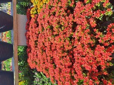 Avatar for Busy Bee Tree & Landscaping Services