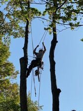 Logo for Calvin's Tree Care