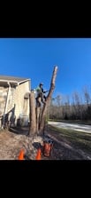 Avatar for Crowe's Tree Service Experts