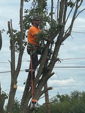 Avatar for Randy's Tree & Landscaping
