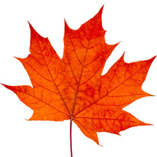 Avatar for Autumn Lawn and Landscaping