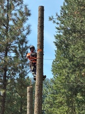 Logo for Mountain Tree Service