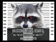Avatar for BRASSEUR'S ANIMAL REMOVAL, LLC
