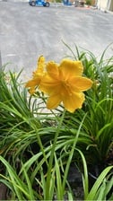 Avatar for OM Landscaping