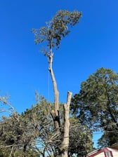 Avatar for Sabree Tree and Lawn Services