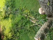 Avatar for Manuel Tree Services