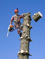 Avatar for Anthony Tree Service and Landscaping