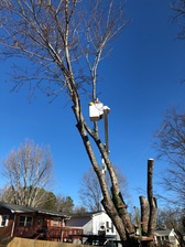 Logo for L&M Tree Service