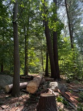 Avatar for MS Construction and Tree Services