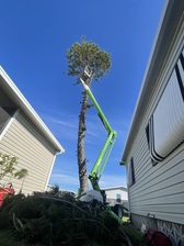 Logo for TD Trees LLC