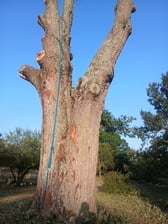 Avatar for Monterroso Tree Service