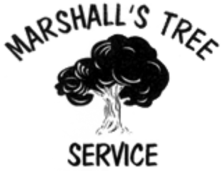 Avatar for Marshall's Tree and Landscape Service
