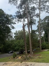 Avatar for GDL Landscape and Tree Service LLC