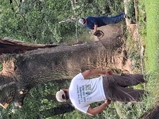 Avatar for Osiel Tree Services