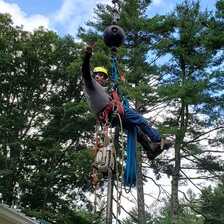 Chalo's Tree Service logo