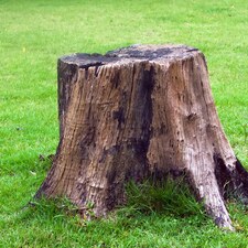 Avatar for Coastal Roots stump grinding