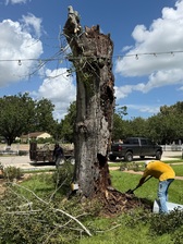 Avatar for Alvarez Tree Services