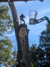 Avatar for Quality Tree Service