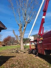Avatar for Mike's Tree and Landscape Services, LLC