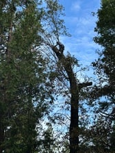 Avatar for Blue Oak Tree Services Inc