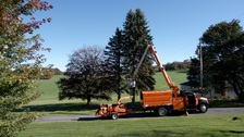 Logo for Tall Tines Tree Care