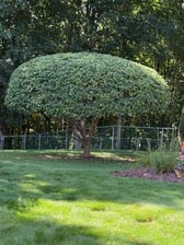 Logo for J & C Landscaping