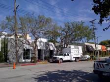 Logo for Cisneros Tree Care