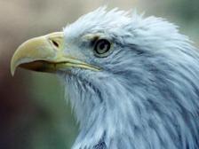 Avatar for Eagle Heating &amp; Air