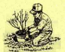 L & M Landscaping logo