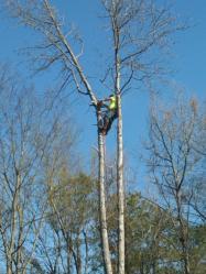 LUMBERJACK TREE EXPERTS logo