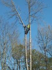 Avatar for LUMBERJACK TREE EXPERTS