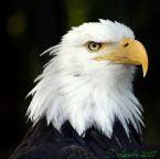 Avatar for All American Glass