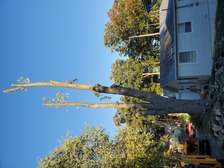 Avatar for Trails Tree Service