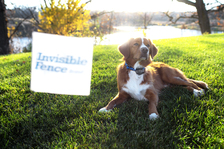 Avatar for Invisible Fence - Home Facebook