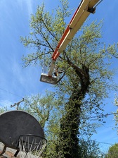 Avatar for ALAN'S TREE SERVICE, INC.