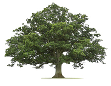 Longevity Hardwood Flooring LLC logo