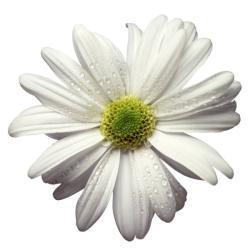 Daydream Designs, LLC logo