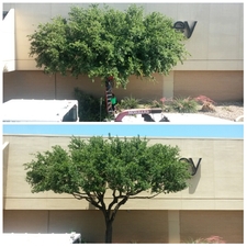 Best Tree Service Pros, LLC logo