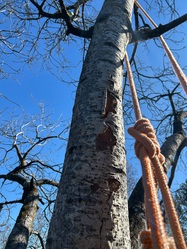 Temple Tree Service logo