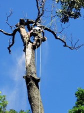 Logo for The Tree Guys