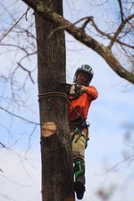 Logo for JP's Tree Care LLC